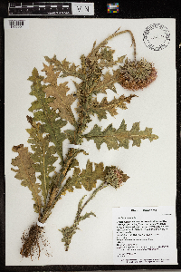 Carduus nutans image