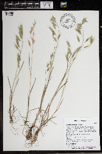 Bromus japonicus image