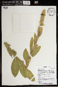 Verbascum thapsus image