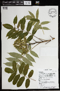 Rhus glabra image