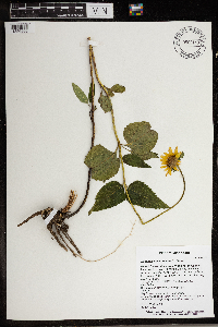 Heliopsis helianthoides image