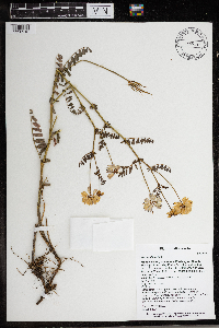 Securigera varia image