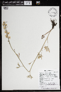 Delphinium carolinianum image
