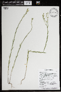 Linum sulcatum image