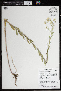 Berteroa incana image