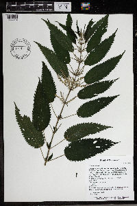 Urtica dioica image