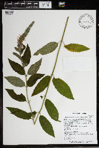Teucrium canadense var. virginicum image