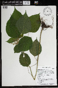 Laportea canadensis image
