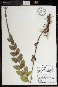 Verbena stricta image