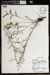 Centaurea stoebe image