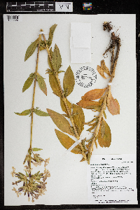 Saponaria officinalis image