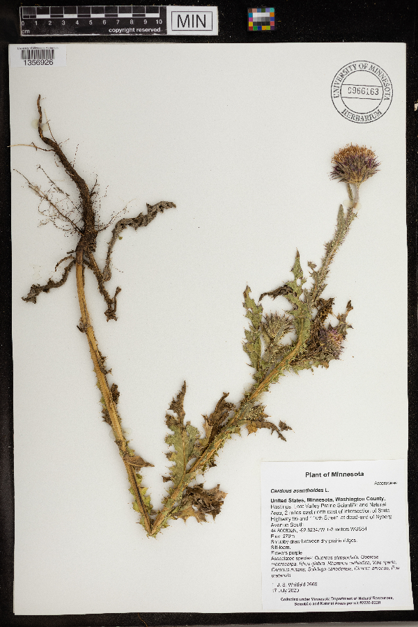 Carduus acanthoides image