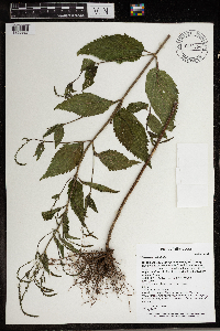 Verbena urticifolia image