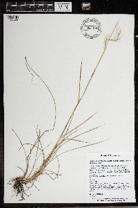 Elymus trachycaulus image