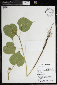 Abutilon theophrasti image