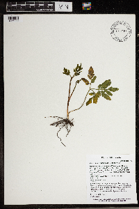 Sceptridium oneidense image