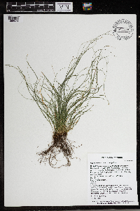 Carex radiata image