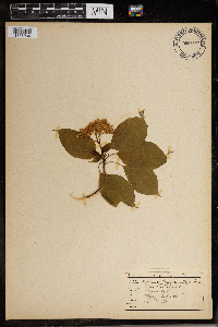 Cornus alternifolia image