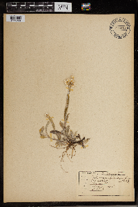 Antennaria plantaginifolia image