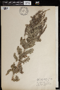Amorpha canescens image