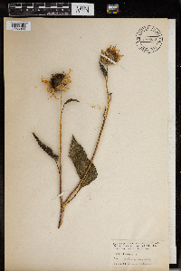 Helianthus annuus image