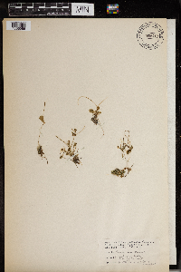 Ranunculus cymbalaria image