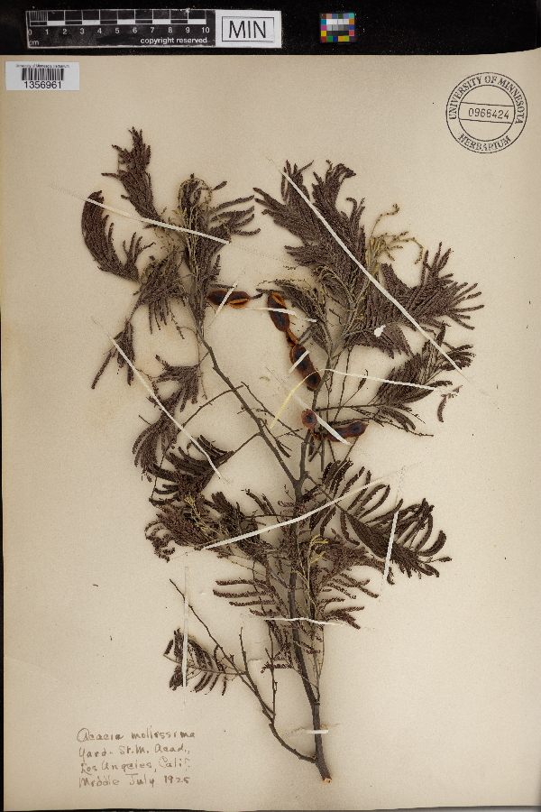 Acacia mollissima image