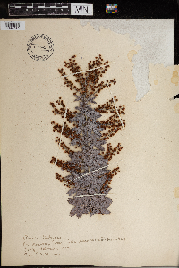 Image of Acacia baileyana