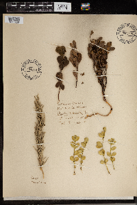 Mitchella repens image