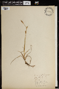 Carex panicea image