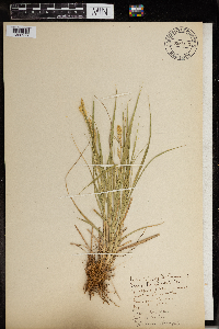 Media resource of Carex sprengelii