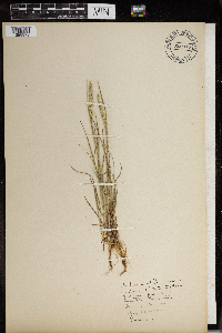 Koeleria macrantha image