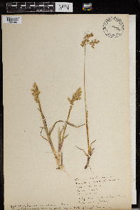 Anthoxanthum nitens image