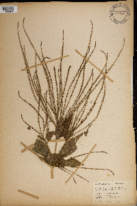 Verbena urticifolia image
