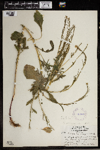 Barbarea vulgaris image