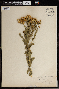 Solidago rigida image