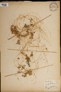 Media resource of Cuscuta arvensis