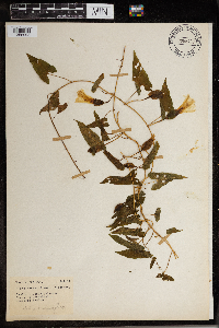 Calystegia sepium image
