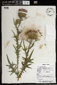 Cirsium vulgare image