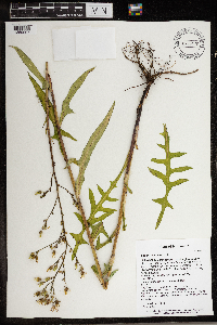 Lactuca canadensis image