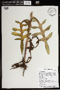 Lactuca canadensis image
