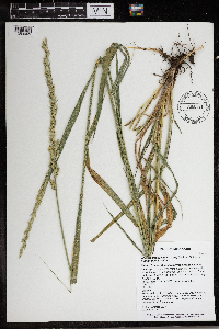 Elymus trachycaulus subsp. trachycaulus image