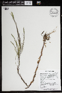Arabis pycnocarpa image