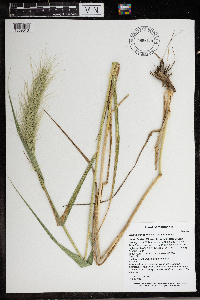 Thumbnail image of current specimen