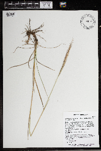 Elymus trachycaulus image