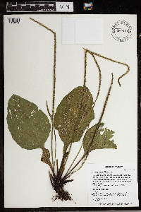 Plantago rugelii image
