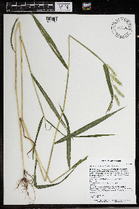 Eriochloa villosa image