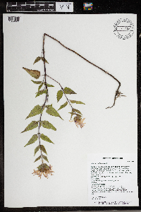 Monarda fistulosa image