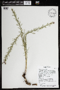Dalea purpurea image