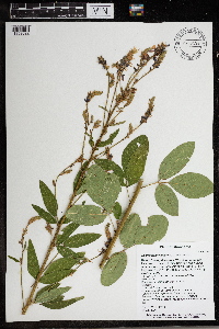Desmodium canadense image